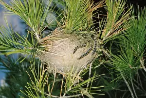 Processionary Moth - communal nest on pine