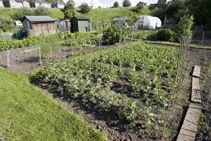 Images Dated 10th June 2008: Productive allotment gardens Settle Yorkshire UK
