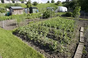 Home Prints: Productive allotment gardens Settle Yorkshire UK