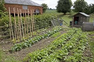Images Dated 12th June 2009: Productive vegetable plot with stick beans potatos and small chicken shed Mickleton UK