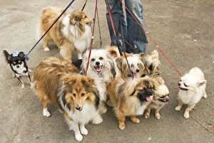 Professional Dog Walker - with nine dogs