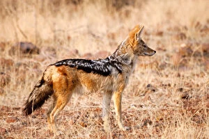 Profile of black-backed jackal (Canis mesomelas)