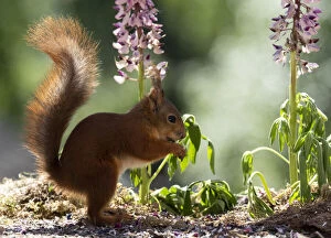 Images Dated 24th February 2021: profile of red squirrel is standing in front of lupine flowers Date: 09-06-2018