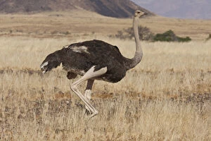 Sossusvlei Gallery: Profile of walking ostrich, Namib Naukluft