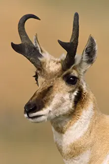 Pronghorn