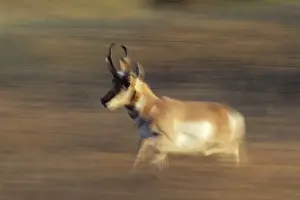 Pronghorn Antelope - buck running through autumn tinged grass. National Bison Range, NWR, Montana, Western USA. MY199