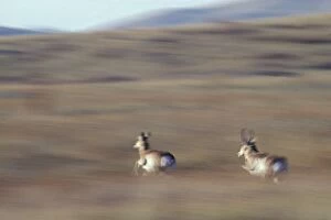 Pronghorn Antelope - running