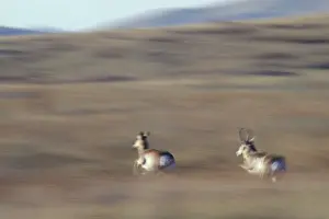 Herding Prints: Pronghorn Antelope - running National Bison Range, Montana, USA. MY247