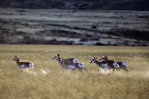 Ungulate Prints: Pronghorn Antelope - runningin grassland