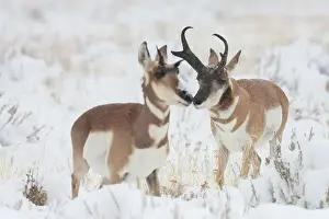Storm Prints: Pronghorn buck courting doe during autumn storm Date: 05-10-2009