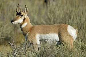 Pronghorn - Close up side view looking left