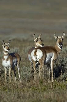 Images Dated 28th September 2007: Pronghorn - Group of three