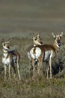 Pronghorn Group of three Lamar Valley Yellowstone NP USA