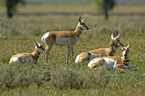Images Dated 13th September 2007: Pronghorn Group resting Lamar Valley, Yellowstone NP USA