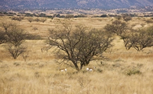 Images Dated 19th December 2008: Pronghorn Herd / Antelope / Prong Buck - in the form known as Sonoran Pronghorn ssp. sonoriensis