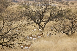Images Dated 19th December 2008: Pronghorn Herd / Antelope / Prong Buck - in the form known as Sonoran Pronghorn ssp. sonoriensis