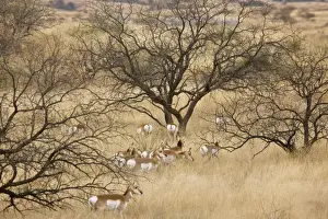Pronghorn Herd / Antelope / Prong Buck - in the form known as Sonoran Pronghorn ssp. sonoriensis- in the savannah grasslands of south-east Arizona - USA