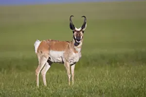 Pronghorn - male / buck - July in Wyoming - USA