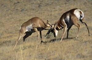 Pronghorn - male fighting