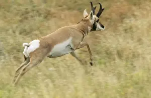 Pronghorn MOP 307 Antilocapra americana © Moose Peterson / ardea. com