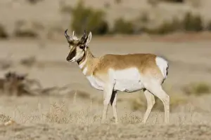 Pronghorn - on plains in New Mexico. February