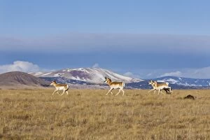 Images Dated 2nd February 2008: Pronghorn - on plains in New Mexico. February