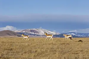 Pronghorn - on plains in New Mexico. February