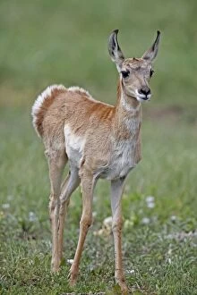 Images Dated 11th July 2010: Pronghorn / Prong Buck / Pronghorn Antelope - young - South Dakota - USA