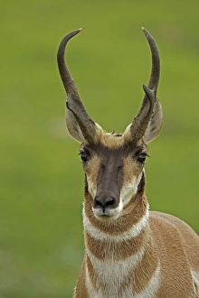 Images Dated 11th July 2010: Pronghorn / Prong Buck / Pronghorn Antelope