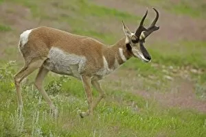 Images Dated 11th July 2010: Pronghorn / Prong Buck / Pronghorn Antelope
