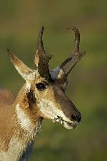Images Dated 14th July 2010: Pronghorn / Prong Buck / Pronghorn Antelope - South Dakota - USA