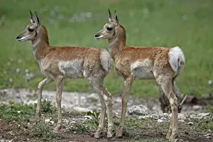 Pronghorn / Prong Buck / Pronghorn Antelope - young - South Dakota - USA
