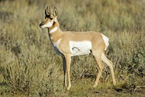 Pronghorn - Side view standing looking left