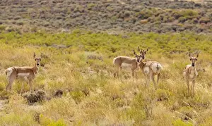 Beast Prints: Pronghorns / Pronghorn Antelope - High Sagebrush desert