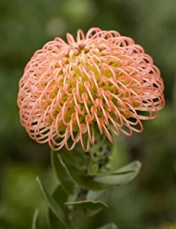 Images Dated 4th May 2008: Protea / Sugarbush - Flower
