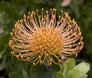 Protea / Sugarbush - Flower