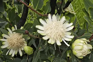 Protea Prints: Protea Village around the town of Kibisch Ethiopia