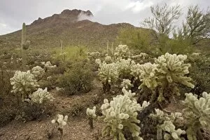 Protected fragment of the Sonoran desert in the Tucson Mountain Park, near Tucson, Arizona, USA