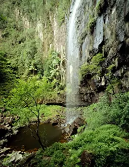 New South Wales Prints: Protesters Falls Terania Creek