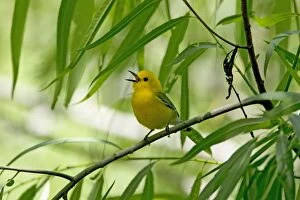 Prothonotary Warbler - male singing