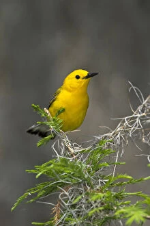 Images Dated 7th May 2013: Prothonotary Warbler (Prothonotaria citrea)