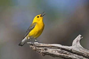 Territory Gallery: Prothonotary Warbler (Prothonoteria citrea)