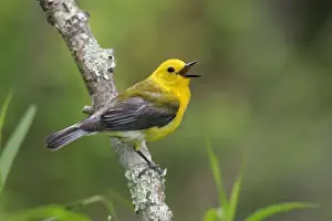 Prothonotary Warbler - spring plumage Connecticut, USA