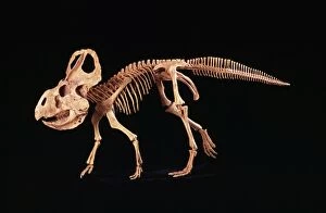Images Dated 13th September 2005: Protoceratops Dinosaur - Cretaceous, Mongolia. Specimen courtesy of Gaston Design, Frutia