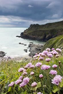 Images Dated 28th April 2012: Prussia Cove - with Thrift in foreground - Cornwall, UK