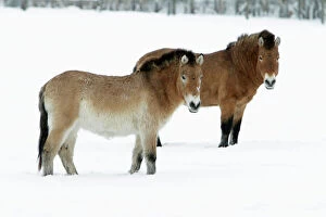 Horses Gallery: Przewalski Horse - stallion and mare in snow