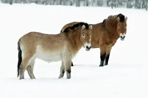 Couples Prints: Przewalski Horse - stallion and mare in snow - Hessen - Germany