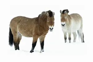 Przewalski Horse - stallion and mare in snow - Hessen - Germany