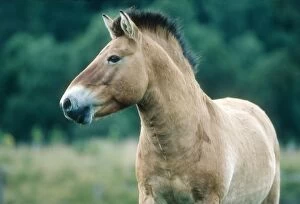 Przewalski s / Takhi / Mongolian wild horse - Highland Wildlife Park