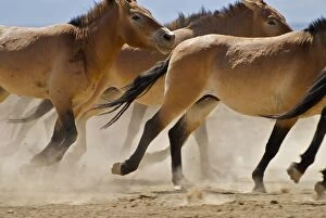 Images Dated 3rd September 2006: Przewalski Wild Horses - Xinjiang China